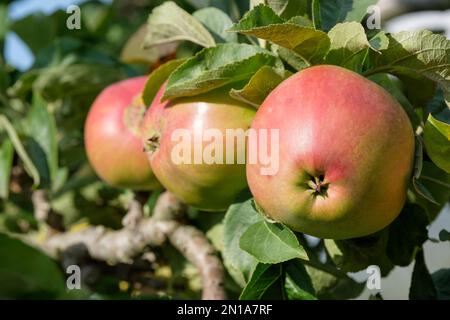 Malus domestica Tom Putt, Apple Tom Putt, Milchbaum, konische Früchte, Herbsternte Stockfoto