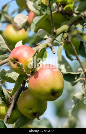 Malus domestica Tom Putt, Apple Tom Putt, Milchbaum, konische Früchte, Herbsternte Stockfoto