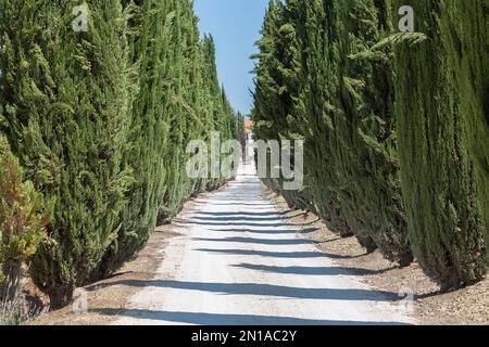 Blick vom Pfad zum Herrenhaus, auf Dreck mit parallelen Reihen wunderschöner Zypressen, ähnlich der Landschaft der Toskana in Italien... Stockfoto