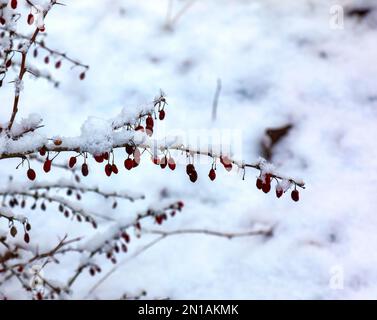 Zweige von Berberis sibirica im Winter mit roten reifen Beeren. Nach dem Auftauen verbleiben etwas Schnee und Tröpfchen gefrorenes Wasser auf den Beeren und dem BH Stockfoto