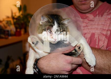 Die Katze trägt einen Katzenkegel, auch bekannt als elisabethanischer Kragen, E-Kragen, Kragen, Schamkegel, Radarschüssel für Haustiere, Lampenschirm oder saf t eilt. Stockfoto