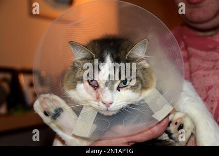 Die Katze trägt einen Katzenkegel, auch bekannt als elisabethanischer Kragen, E-Kragen, Kragen, Schamkegel, Radarschüssel für Haustiere, Lampenschirm oder saf t eilt. Stockfoto