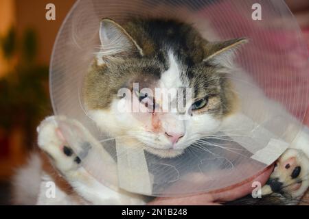 Die Katze trägt einen Katzenkegel, auch bekannt als elisabethanischer Kragen, E-Kragen, Kragen, Schamkegel, Radarschüssel für Haustiere, Lampenschirm oder saf t eilt. Stockfoto