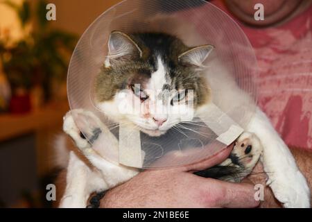 Die Katze trägt einen Katzenkegel, auch bekannt als elisabethanischer Kragen, E-Kragen, Kragen, Schamkegel, Radarschüssel für Haustiere, Lampenschirm oder saf t eilt. Stockfoto