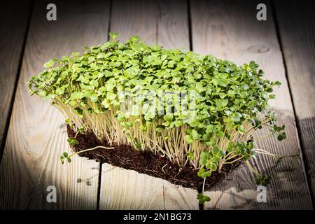 Wachsende Mikrogrüner. Grüne Senffotos aus der Nahaufnahme auf Holzhintergrund. Stockfoto