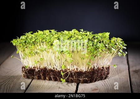 Wachsende Mikrogrüner. Grüne Senffotos aus der Nahaufnahme auf Holzhintergrund. Stockfoto