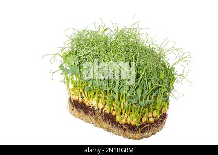 Wächst Mikrogrün. Grüne Erbsenhühner isolieren sich auf weißem Hintergrund. Stockfoto