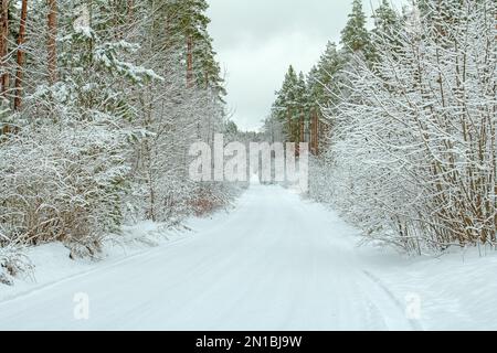 Winterlandschaft an einem bewölkten Tag. Straße in einem verschneiten Wald, umgeben von Bäumen nach einem Schneefall. Stockfoto