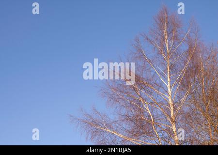 Der Stamm und die Zweige einer Birke vor dem Hintergrund eines hellblauen Himmel im Februar. Stockfoto