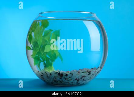 Fischschüssel mit Wasser, dekorativer Pflanze und Kieselsteinen auf blauem Hintergrund Stockfoto