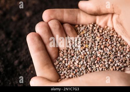 Eine Frau, die einen Haufen Rettichsamen über dem Boden hält. Gemüsepflanzen Stockfoto