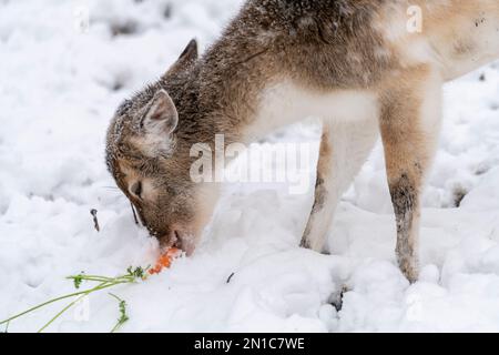 Damhirsche, die im lokalen Park während eines Schneesturms im Winter in Dordrecht in Holland, Niederlande, eine frische Karotte essen. Stockfoto