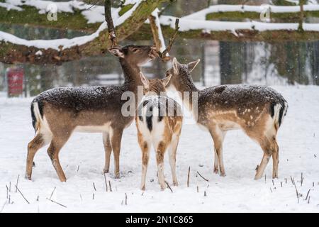 Damhirsche stehen unter einem schneebedeckten Baum im lokalen Park während eines Schneesturms im Winter in Dordrecht in Holland, Niederlande. Stockfoto