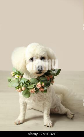 Der bezaubernde Bichon trägt einen Kranz aus wunderschönen Blumen drinnen Stockfoto