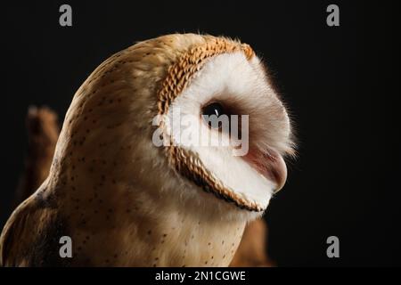 Schöne Scheuneneule auf schwarzem Hintergrund, Nahaufnahme Stockfoto