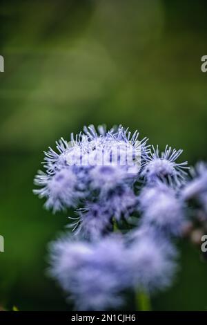 Flache Tiefe von Flöhen, mit perywinkelfarbenen Blüten, die aussehen, als hätten sie blaue Wimpern Stockfoto