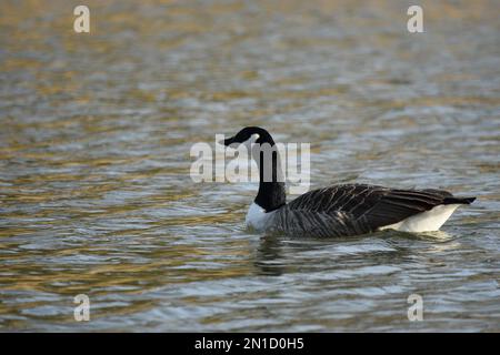 Ungestörte, sonnige Natur. Stockfoto