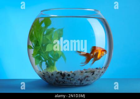 Wunderschöner Goldfisch im runden Aquarium mit dekorativen Pflanzen und Kieseln auf blauem Hintergrund Stockfoto