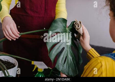 Nahaufnahme der Hände von Mutter und Tochter reinigt Zimmerpflanzen, kümmert sich um grüne Blätter Monstera. Konzept für Garten-, Hausfrauen- und Hausarbeit. Nach Hause Stockfoto