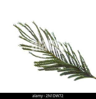 Mimosablätter isoliert auf weißem Hintergrund Stockfoto