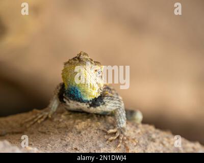 Ein erwachsener männlicher Wüstenechse (Sceloporus Magister), unter einem Vorsprung im Grand Canyon-Nationalpark, Arizona, USA, Nordamerika Stockfoto