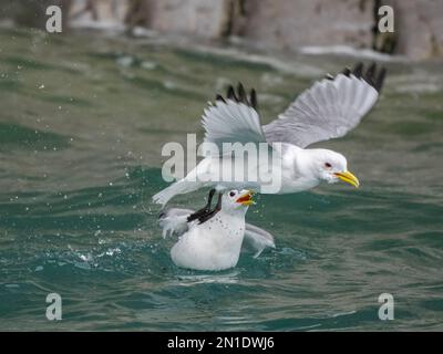 Ausgewachsene schwarzbeinige Kätzchen (Rissa tridactyla), die im Meer an den Klippen im Süden Bjornojas, Svalbard, Norwegen, Europa kämpfen Stockfoto