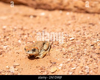 Eine Erwachsene Rotfleckenkröte (Anaxyrus punctatus), die sich in der Sonne im Grand Canyon-Nationalpark, Arizona, USA, Nordamerika, sonnt Stockfoto