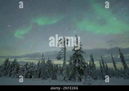 Aurora Borealis (Nordlichter) über gefrorenen, schneebedeckten Bäumen im Arktiswald, Kangos, Norrbotten County, Lappland, Schweden, Skandinavien Stockfoto