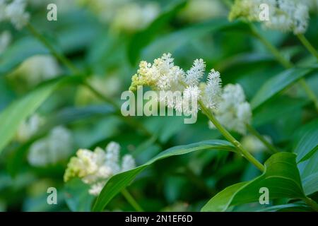 Maianthemum racemosum, falscher Spikenard, krautige, mehrjährige terminale Panikel cremeweißer Blüten Stockfoto