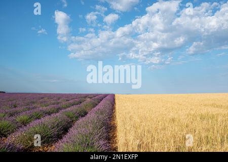 Violettes Lavendelfeld und Weizenfeld symmetrisch unter blauem Himmel, Plateau de Valensole, Provence, Frankreich, Europa Stockfoto