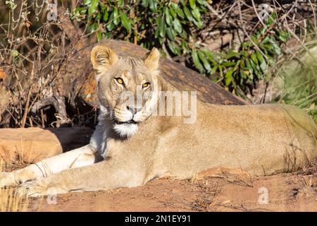 Löwin im Welgevonden Game Reserve, Limpopo, Südafrika, Afrika Stockfoto