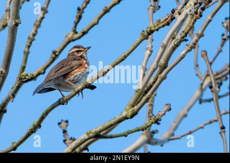 Chipping, Preston, Lancashire, Großbritannien, Ein Zeichen des Winters. Ein Rotflügel, UKÕs die kleinste Drossel, die im Winter meist anzutreffen ist, hoch oben in einem Baum, Chipping, Preston, Lancashire, UK Kredit: John Eveson/Alamy Live News Stockfoto
