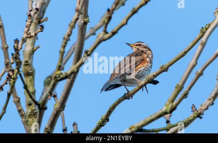 Chipping, Preston, Lancashire, Großbritannien, Ein Zeichen des Winters. Ein Rotflügel, UKÕs die kleinste Drossel, die im Winter meist anzutreffen ist, hoch oben in einem Baum, Chipping, Preston, Lancashire, UK Kredit: John Eveson/Alamy Live News Stockfoto