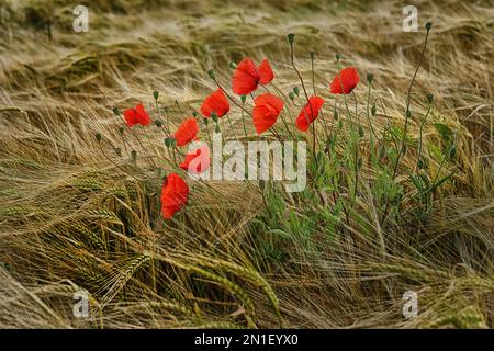 Mohnblumen im Weizenfeld Stockfoto