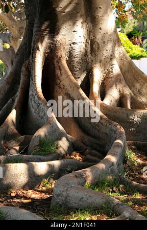 Moreton Bay Feigenbaum ( Ficus macrophyllia ), Perth, Westaustralien Stockfoto