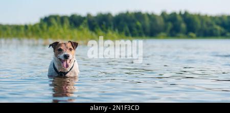 Der Hund kühlt sich am heißen Sommertag nach dem aktiven Spiel am Strand im Flusswasser ab Stockfoto