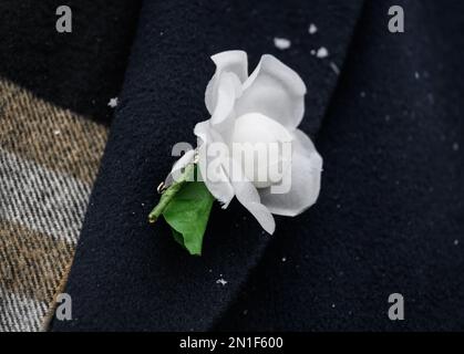 06. Februar 2023, Sachsen, Dresden: Eine weiße Rose auf dem Mantel des Oberbürgermeisters von Dresden ist zu sehen, bevor am 13. Februar 2023 die Präsentation des Posters, das eine menschliche Kette fordert, beginnt. Dresdener und zahlreiche Akteure der Zivilgesellschaft werden am Montag, den 13. Februar 2023 zusammenkommen, um dem Bombenanschlag auf die Stadt im Jahr 1945 und den Millionen von Opfern der Nazi-Tyrannei zu gedenken. In diesem Jahr jährt sich der 78. Jahrestag der Zerstörung großer Teile Dresdens. Unter dem Motto: "Frieden! Gemeinsam gestalten.“ Die menschliche Kette bildet sich, die - nach zwei Jahren Pandemie - t umkreisen soll Stockfoto