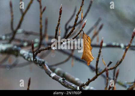 Eine Makroaufnahme eines einzelnen orangefarbenen Blatts auf dem Zweig eines Baumes und Wassertropfen Stockfoto