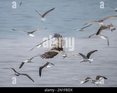 Erwachsener Weißwedeladler (Haliaeetus albicilla), im Flug zwischen Möwen an den Klippen von Fugloya, Norwegen, Skandinavien, Europa Stockfoto