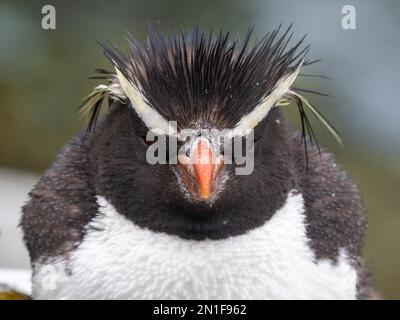 Ausgewachsener südlicher Felshüpfer-Pinguin (Eudyptes chrysocome), Kopfdetail, in Franklin Bay, Isla Estado, Argentinien, Südamerika Stockfoto