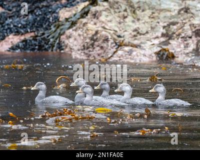 Erwachsene fliegende Dampfenten (Tachyeres patachonicus), Schwimmen in Lapataya Bay, Tierra del Fuego, Argentinien, Südamerika Stockfoto