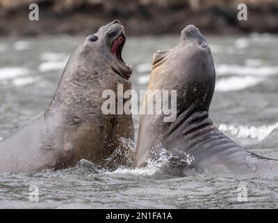Ein Paar jugendlicher männlicher südlicher Elefantenrobben (Mirounga leonina), die sich im Karukinka Naturpark, Chile, Südamerika, in den Scheinwerferkämpfe versetzen Stockfoto
