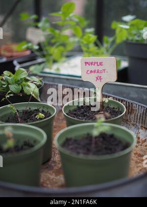 Nahaufnahme von Daucus Carota „Purple Kisses“ (wilde lila Karotte), die alle zwei Jahre in einem britischen Gewächshaus mit einem Etikett versehen werden Stockfoto