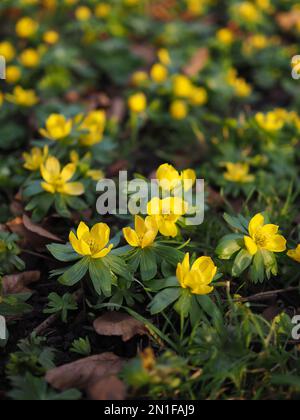 Nahaufnahme der Winterakoniten (Eranthis hyemalis), die im Februar in der Sonne am späten Nachmittag in Großbritannien blühen Stockfoto