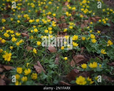 Carpet of yellow Winter Aconite (Eranthis hyemalis) flowers in late afternoon winter sunshine Stockfoto