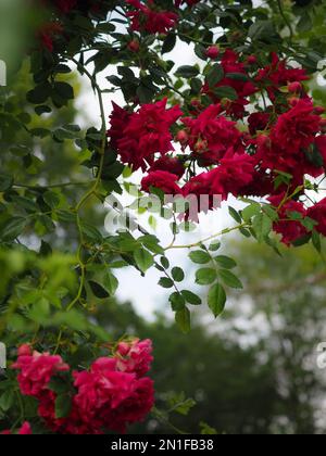 Roter, schwammender Rosa „Crimson Shower“ Blumensträuße, die ein Bild der Pflanze darstellen, die auf eine Gartenstruktur in einem englischen Landgarten klettert Stockfoto