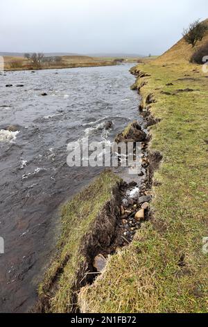 Erosion des Flussufers am Zusammenfluss von River Tees und Harwood Beck durch Überschwemmungen nach heftigen Regenfällen, North Pennines, County Durham, Großbritannien Stockfoto