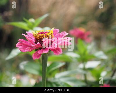 Pink Zinnia elegans „Queen Lime Red“ Blume Nahaufnahme im Profil mit Stadien und Diskettenfloretten in einem britischen Landhausgarten Pflanzschema Stockfoto