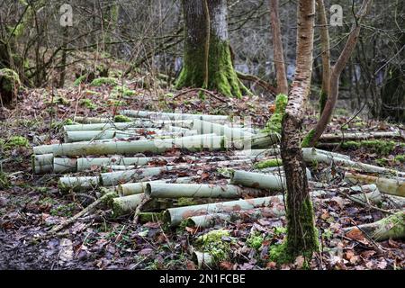 Gebrauchte Baumschutzgitter aus Kunststoff in einem Waldgebiet, Großbritannien Stockfoto