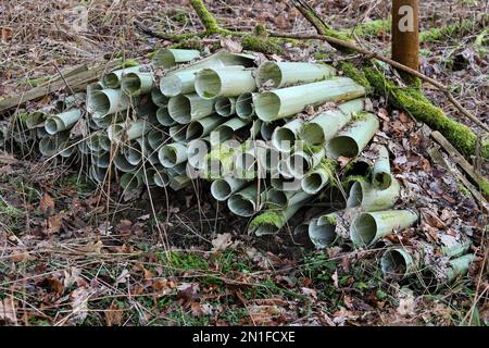 Gebrauchte Baumschutzgitter aus Kunststoff in einem Waldgebiet, Großbritannien Stockfoto